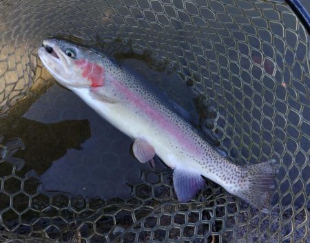 足で稼げ！ 大安トラウトレイク